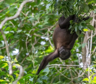Nature_HowlerMonkey_Hike